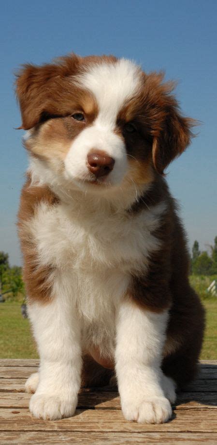 Blue-eyed Red Merle Aussie Australian Shepherd Red Tri, Australian ...