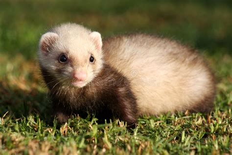 Baby Ferret Stock Photo - Image: 17802940