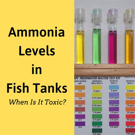 How Much Ammonia Is Toxic To Fish Ammonia Levels In Fish Tanks