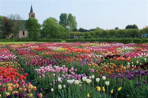 Ottawa’s Flagship Festival Celebrating Tulips Begins This Friday