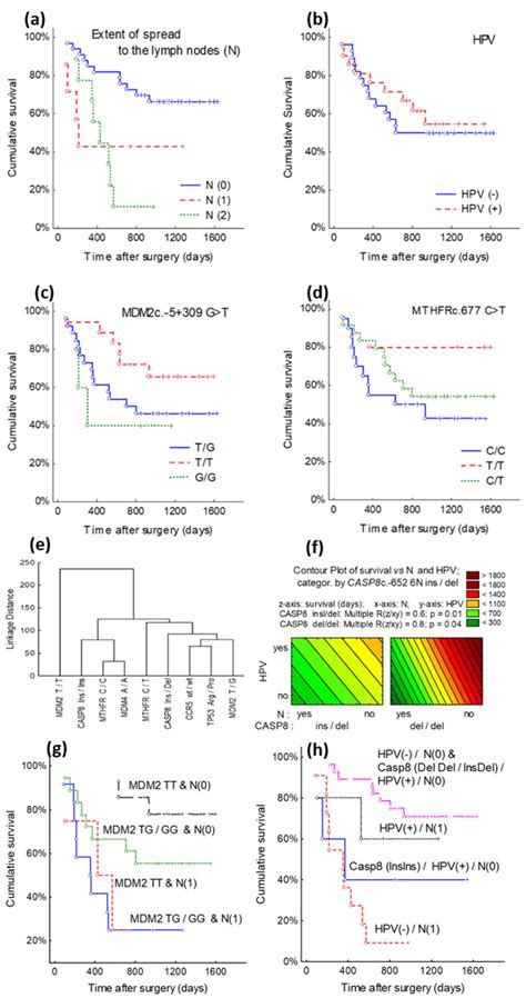 Cancer Patient Survival Curves According To Genes Snps Lymph Node And