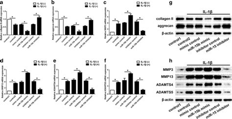 Modulation Of Mir B Affected Il Induced Extracellular Matrix