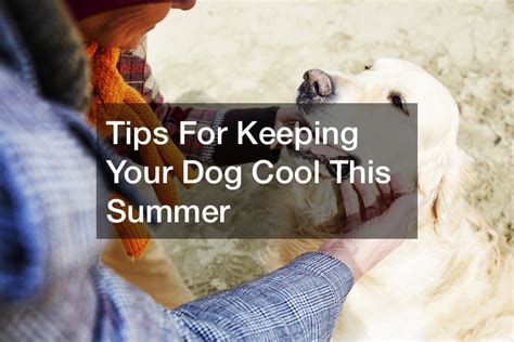 Tips For Keeping Your Dog Cool This Summer Pet Veterinarians