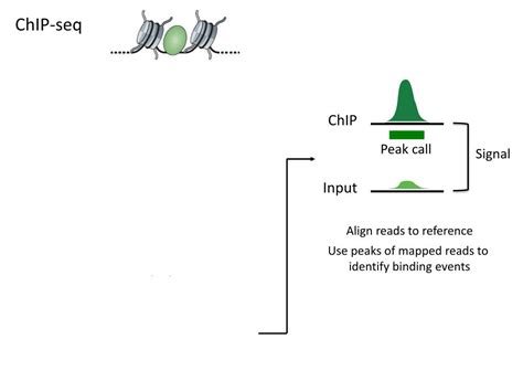 PPT ChIP Seq And Related Applications PowerPoint Presentation Free