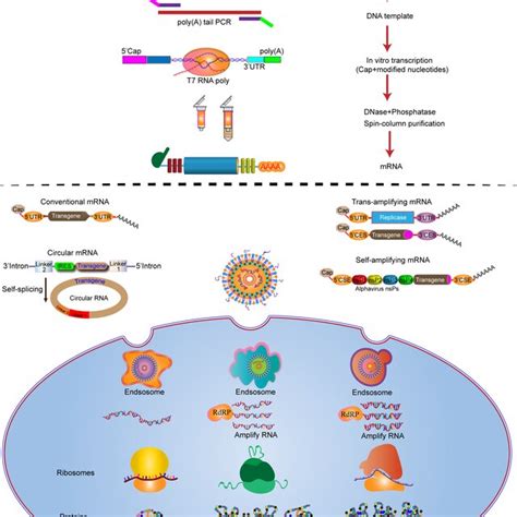 mrna manufacturing process  vitro transcribed mrna encoding  gene