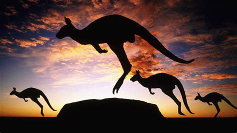 HD wallpaper: Jumping Wallaby, Australia, field, kangaroo, animals ...