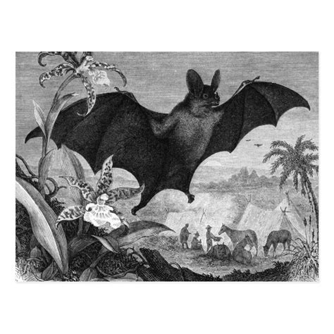 This is a vintage illustration depicting a Vampire bat. Skeleton ...