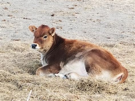 Registered Jersey Heifer Calves Nex Tech Classifieds