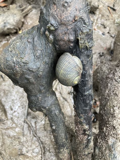 Lined Nerite From Poinsettia Reserve Holloways Beach QLD AU On May