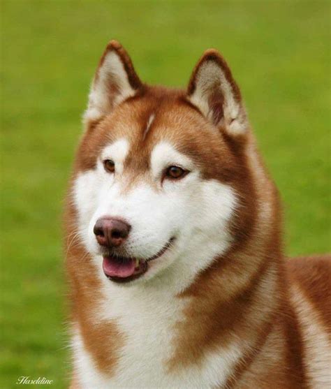 Asryn Kennels Siberian Huskies