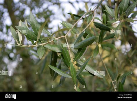 Olive Tree, Olea europaea, Oleaceae, Mediterranean Stock Photo - Alamy