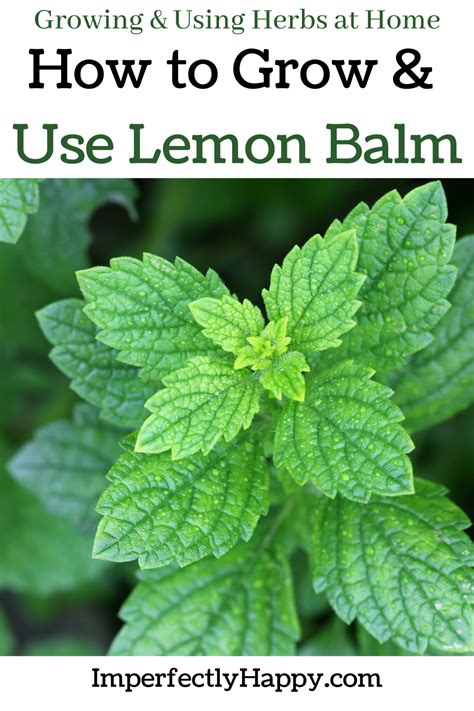 How To Grow Lemon Balm The Imperfectly Happy Home In 2021 How To