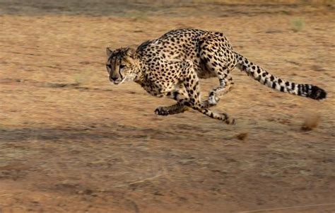 Differences Between a Jaguar Vs Cheetah Vs Leopard - Diet, Habitat ...