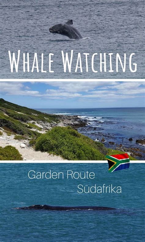 Wale In S Dafrika Whale Watching An Der Garden Route S Dafrika