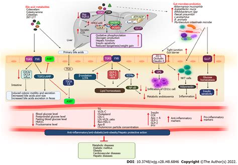 Bile Acids And Microbes In Metabolic Disease