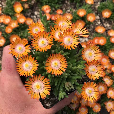 Delosperma 'Jewel of Desert Topaz' USPP #23,492 - Ice Plant (3.5" Pot
