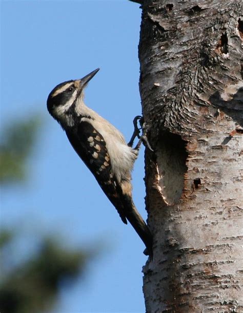 Alabamas Woodpeckers Outdoor Alabama