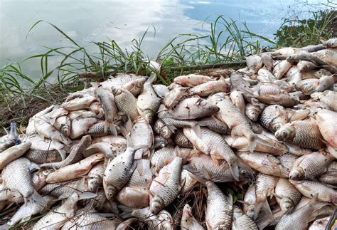 Los Peces Murieron Debido A La Contaminaci N Del Agua