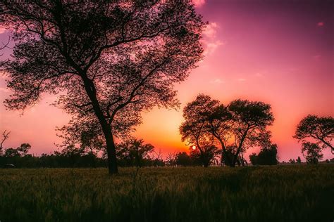 Hd Wallpaper Silhouette Of Trees At Golden Hour Pakistan Sunset