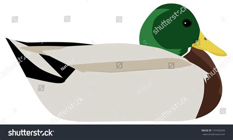 Wild Duck Stock Vector 137450249 : Shutterstock