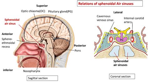 Paranasal Air Sinuses Location Functions Relations And Applied