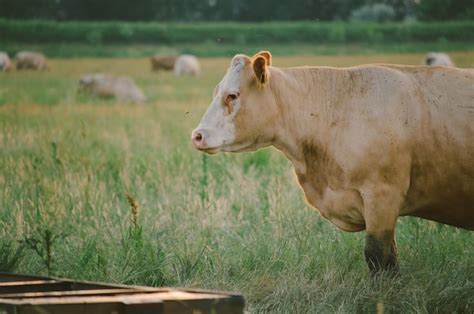 Premium Photo | Cows on pasture