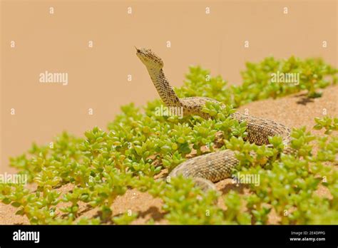 Bitis peringueyi Péringuey s Adder poison snake from Namibia sand