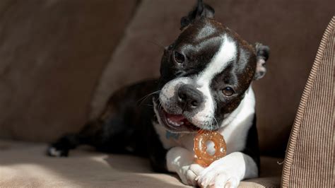 Boston Terrier Training Essentials for New Pet Owners Guide