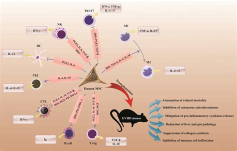 Células mesenquimales en el trasplante de progenitores hematopoyéticos