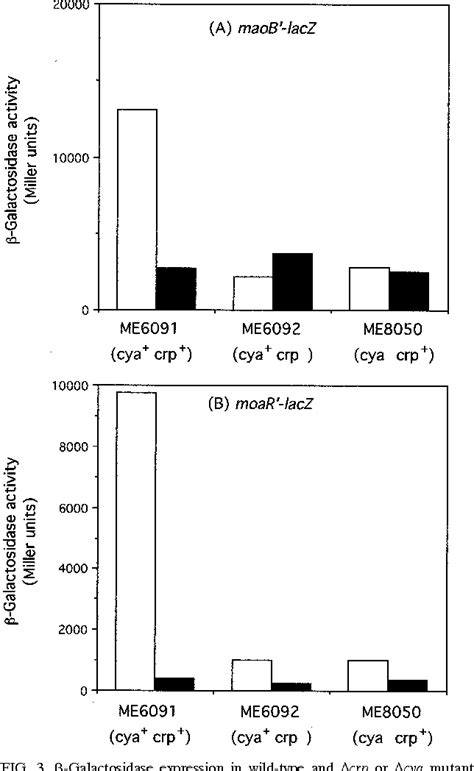 Figure 3 From Maob A Gene That Encodes A Positive Regulator Of The