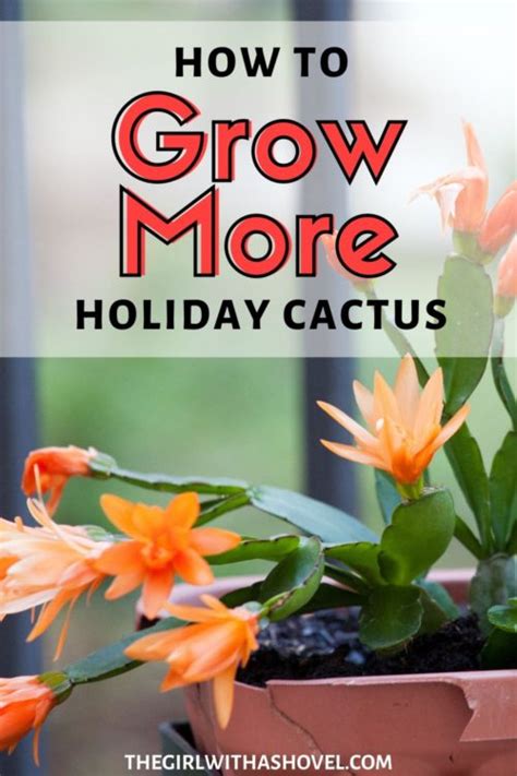 3 Easy Ways To Propagate Christmas Cactus The Girl With A Shovel