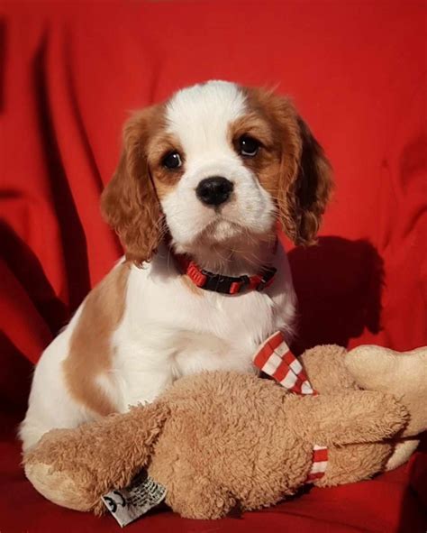 Gerard | Purebred, healthy Cavalier King Charles Spaniel puppy for sale ...