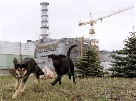 Scientists Perplexed By The Rare DNA Of Chernobyl’s Mutant Dogs