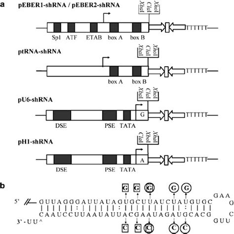 Utility Of Epsteinbarr Virus Encoded Small Rna Promoters For Driving The Expression Of Fusion