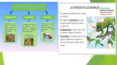 Clase 6 Funciones Vitales De Los Seres Vivos Youtube