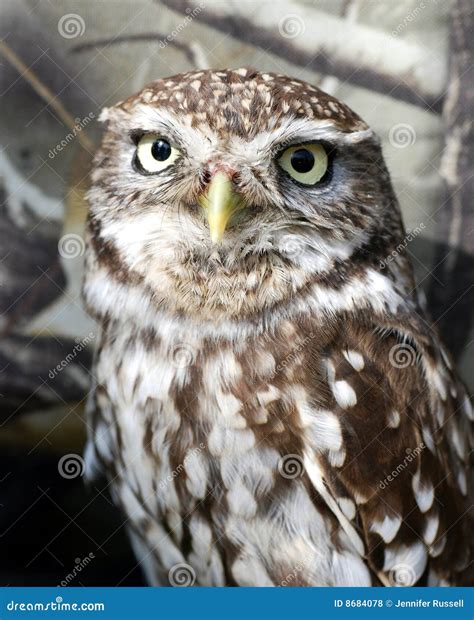 Little Owl stock photo. Image of male, feathers, barn - 8684078