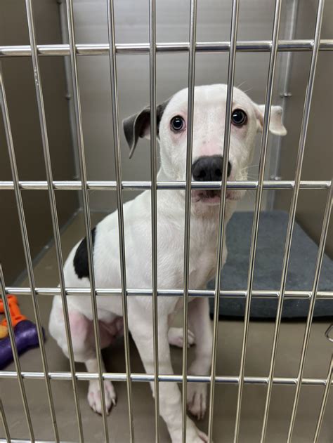 Residents are divided over elizabeth city and new development 2