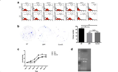 Characterization And Proliferation Of Gf Spf And Convd Bmmscs A Flow Download Scientific