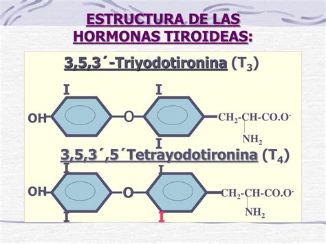 PPT METABOLISMO HORMONAL TIROIDEO PowerPoint Presentation Free