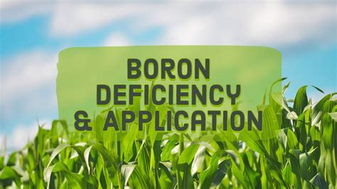 What Causes Boron Deficiency at Laura Vickery blog