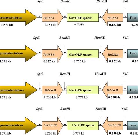 Schematic Representation Of Constructs Showing Restriction Sites A