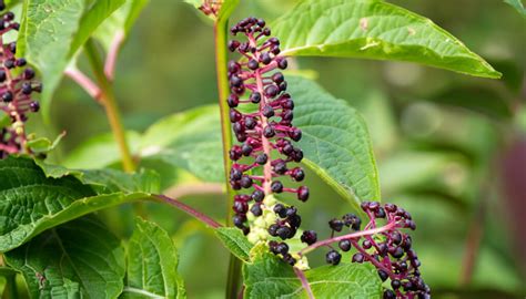 Common Poisonous Plants Identification And Risks