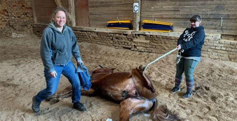 Aktuelles Reitbetrieb An Der Steinheide Familie K Llen