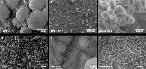 Sem Images Showing Surface Morphology Of The Following Surface And