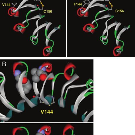 A Top View Of A Model Of The Extracellular Domain Of The HLHR