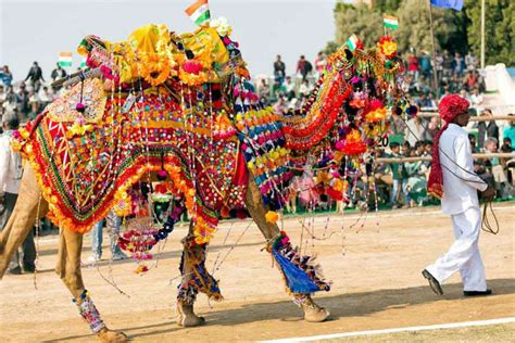 Bikaner Camel Festival 2019 Camel Fair In Bikaner Times Of India Travel