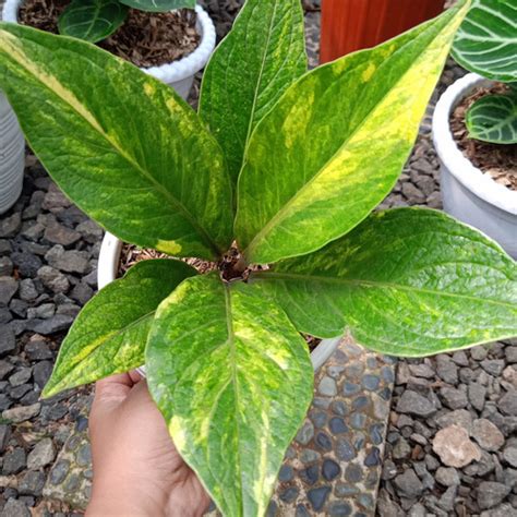 Jual Tanaman Hias Anthurium Jemani Variegata Cantik Promo Kota Depok