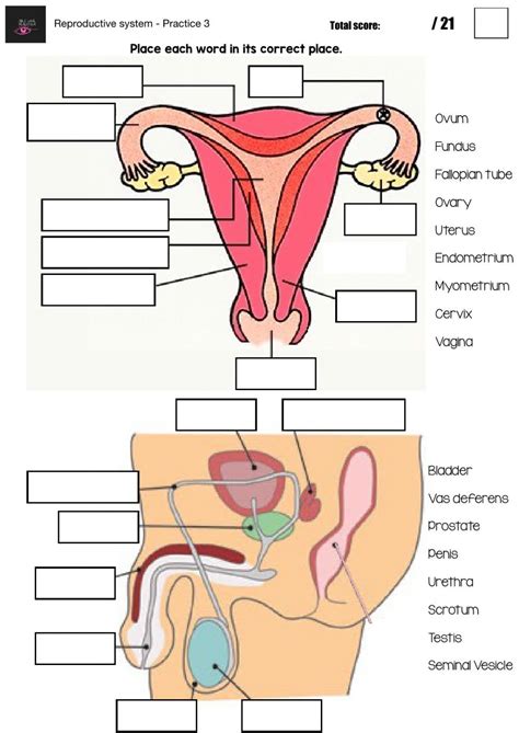 Ejercicio Interactivo De Sistema Reproductor Femenino Hot Sex The