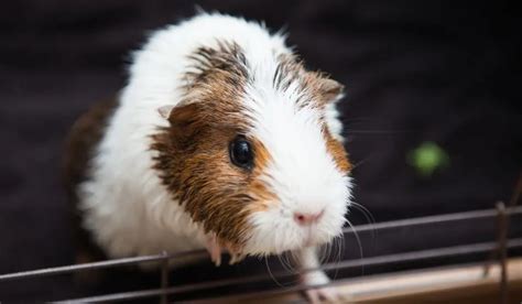 6 Reasons Your Guinea Pig Might Be Purring and Vibrating