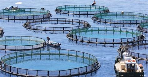 Types Of Fish Farming Explained Basic Agricultural Study